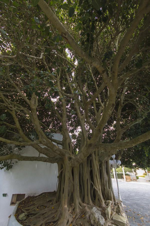 Rosa Dei Venti Ξενοδοχείο Santa Cesarea Terme Εξωτερικό φωτογραφία